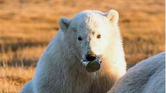 A imagem dramática do filhote de urso-polar, que passou duas semanas sem poder se alimentar porque tinha uma lata de leite condensado presa na língua 