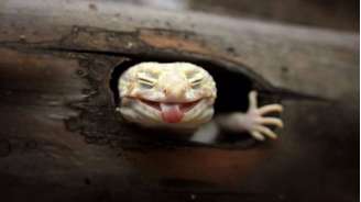Essa foto de uma espécie de lagarto "sorrindo" é uma das que Roem descreve como "sua favorita"