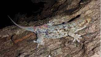 O lagarto Geckolepis megalepis se livra das escamas ao menor toque e as regenera em pouco tempo 