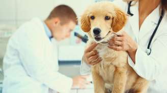 Cães são considerados intermediários do parasita para humanos, e recomendação do Ministério da Saúde é eutanásia 
