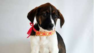 Diversos cães estarão disponíveis para adoção em feira no Shopping Frei Caneca, em São Paulo, neste sábado.