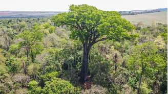 O Patriarca, um jequitibá-rosa de mais de 600 anos, se destaca na paisagem do Parque Estadual do Vassununga, em Santa Rita do Passa Quatro, interior paulista