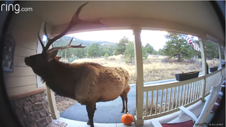 Alce-touro toca campainha com chifres em casa no Colorado