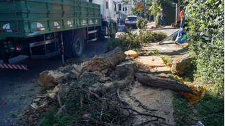 Em São Paulo, uma árvore destruiu uma guarita, no bairro do Morumbi