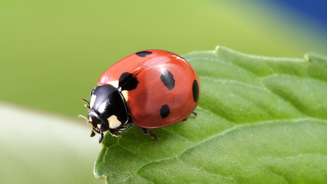 Joaninhas são conhecidas como "inseto do bem" por causa do seu importante papel no controle de pragas 