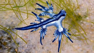 Os dragões azuis não são bom nadadores, mas seu mecanismo de defesa é poderoso