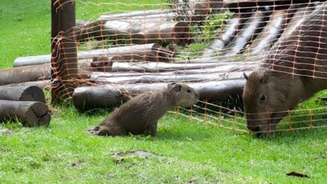 Filhote de capivara apresenta paralisia das patas traseiras poucos dias antes de morrer por encefalite causada pelo vírus da raiva, na Ilha Anchieta, litoral de São Paulo.