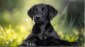 Uma imagem de arquivo de um lindo filhote de labrador preto