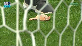 Primeira cabeça de galinha jogada no gramado