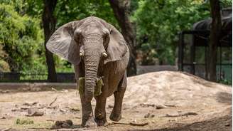 Elefante Pupy está em processo de vir ao Brasil depois de passar mais de 30 anos em um zoológico na Argentina.