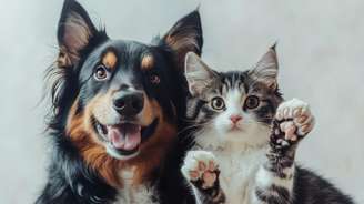 Entenda como funciona o Sistema de Cadastro Nacional de Animais Domésticos (SinPatinhas) 