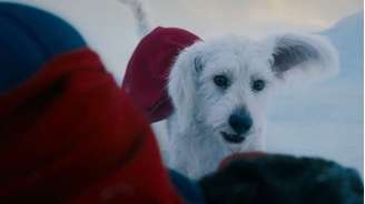 Krypto, o Supercão estará no novo 'Superman'