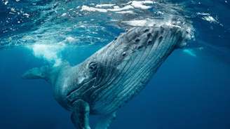 As baleias jubarte podem transportar grandes quantidades de nutrientes em suas longas migrações Earth theater/Shutterstock
