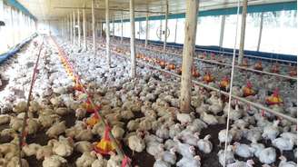 LAPA / PR 24/03/2017 ECONOMIA DOMINICAL - CARNE FRACA / FRANGOS granjas visitadas no municipio Lapa no Parana. Crédito Alexandre Hisayasu / ESTADAO