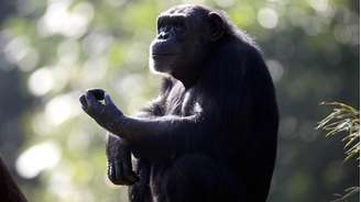 Cientistas ensinam habilidades inusitadas a animais como experimento para analisar reação às recompensas