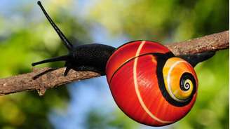 Espécies de caracol Polymita são encontradas no leste de Cuba