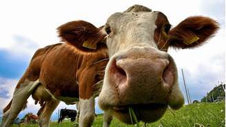 O índice mundial do preço da carne subiu em 10% este ano