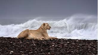 Leoa em praia de pedras na Namíbia, observa sua presa de longe