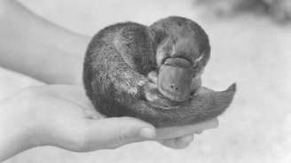 O ornitorrinco tinha uma missão diplomática muito importante para o seu país