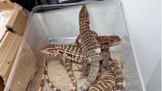 Israelense foi flagrado com 186 animais exótico em mala