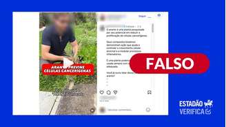 Até o momento, nenhum estudo clínico, em animais ou seres humanos, confirmou ação da planta na prevenção de câncer.