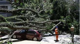 FR12 SAO PAULO - SP - 11/12/2025 - CIDADES - QUEDA DE ÁRVORE - Queda de árvore na av. Prefeito Fábio Prado, na Vila Mariana. FOTO: Felipe Rau/Estadão