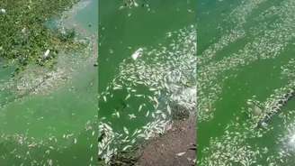 Vídeo mostra muitos peixes mortos boiando em vários pontos das margens da represa Billings neste domingo