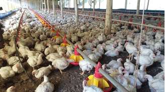 Depois da China e da União Europeia, Canadá libera embarques de carne de frango brasileira para o país