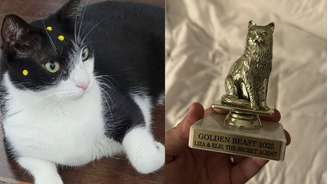 Gata Carminha de 'O Agente Secreto' ganha prêmio em festival americano