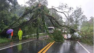 Queda de árvore da SP-055, na altura de Itariri.