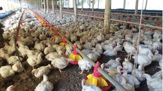 No segmento de frango, a China é o principal destino da produção gaúcha