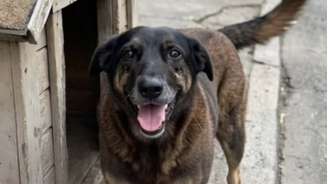 Cão Orelha é morto em Santa Catarina