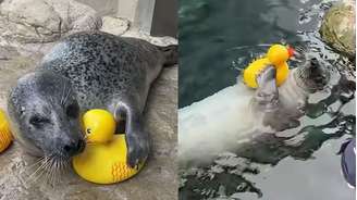 Reggae é uma foca que encanta público por ser apaixonada por seus patinhos de borracha.