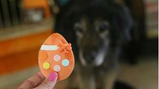 Chocolate pode intoxicar pets e causar vômitos, mal-estar e até levar à morte; orientação também vale para gatos