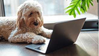 Ferramentas de inteligência artificial estão ajudando a compreender a língua dos animais