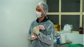 Uma das vantagens da linhagem de suínos escolhida pelos pesquisadores para obter os órgãos é o crescimento rápido