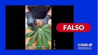 Não existem evidências científicas conectando folhas de macaxeira/mandioca/aipim ao desaparecimento de quadros de leucemia.