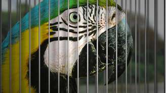 Arara é um dos animais mais visados pelo tráfico no Brasil.