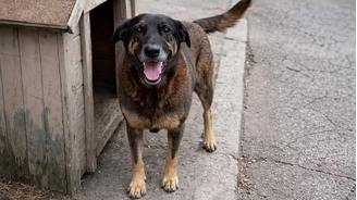Caso do cão comunitário Orelha comoveu o país