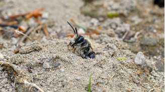 Andrena regularis