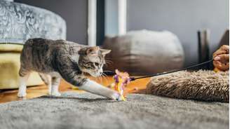 Gato interagindo com brinquedo com penas na ponta