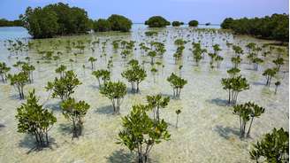 Árvores de mangue espalhadas pela água do mar rasa e clara, com conjuntos de árvores mais densos ao fundo