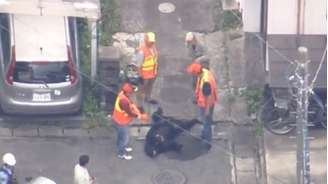 Urso capturado em Tóquio em junho.