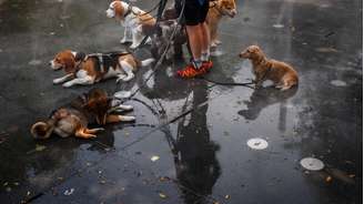 Cuidadora refresca cães durante onda de calor no centro da capital francesa; país enfrenta episódios de temperaturas extremas no verão europeu, em 23 de junho de 2026.