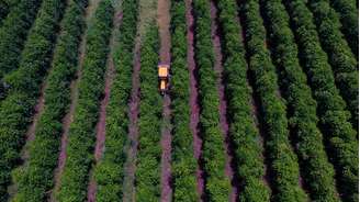 Café exportado pelo Brasil ficou de fora dos produtos que serão tarifados em 25%