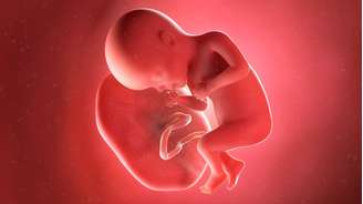 A placenta é um órgão temporário que se desenvolve no útero durante a gravidez e sustenta a vida no útero