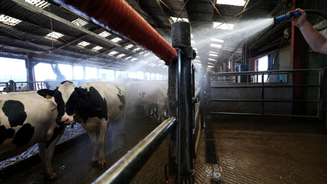 Produtor refresca vacas com mangueira no auge de onda de calor, em Saint-Philbert-de-Bouaine, na França. (10/07/2026)