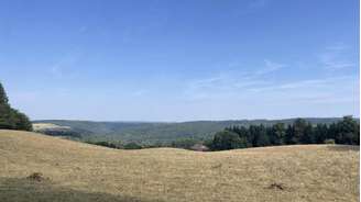 Com a vegetação amarelada e as florestas de coníferas enfraquecidas, o impacto da seca já é bem visível nos Vosges, no norte da França.