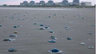 Invasão de águas-vivas na praia da usina nuclear francesa de Gravelines. Reatores tiveram suas operações suspensas devido à presença desses animais marinhos.