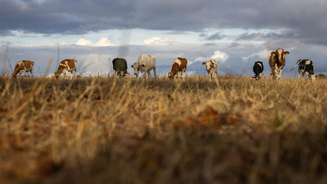 Esta fotografia mostra vacas em uma pastagem ressecada pela onda de calor em Saint-Pierre-des-Ifs, na região da Normandia, no noroeste da França, em 18 de agosto de 2026.